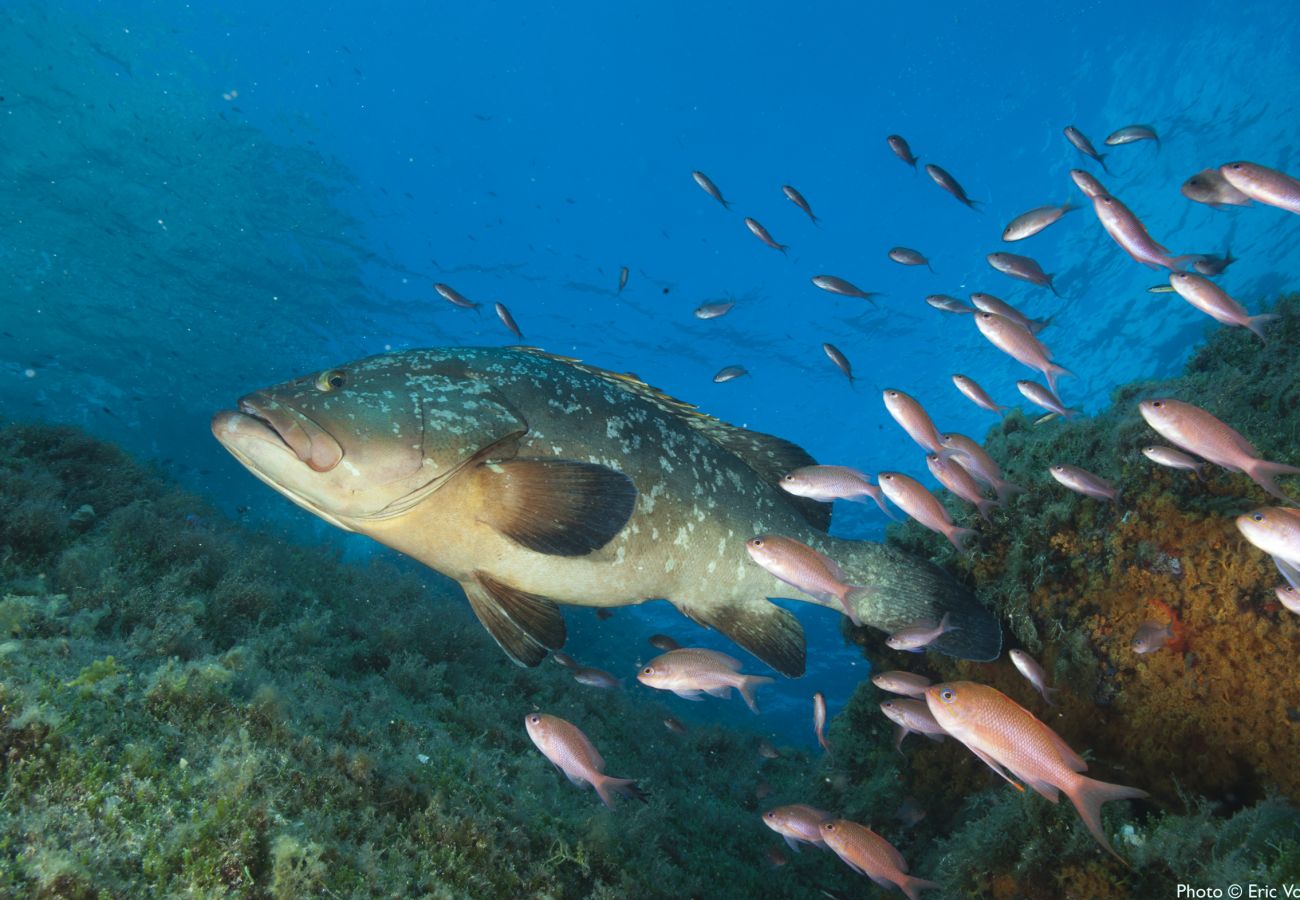 Villa à Bonifacio - Villa le Lagon pour 4/5 personnes
